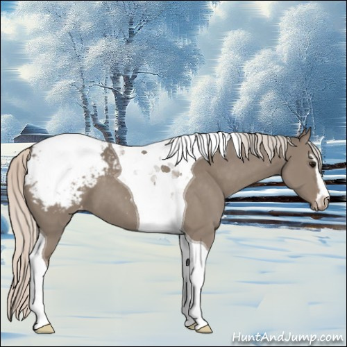 Horse Color:Silver Grullo Sabino Tobiano Appaloosa