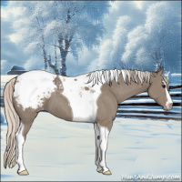 Horse Color:Silver Grullo Sabino Tobiano Appaloosa 