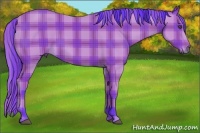 Horse Color:Watercolor Plaid  Buckskin 