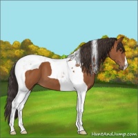 Horse Color:Bay Tobiano 