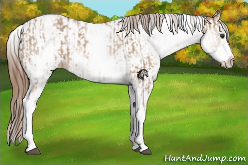 Horse Color:White Spotted Red Dun Rabicano and White Spotted Red Dun Splash Rabicano