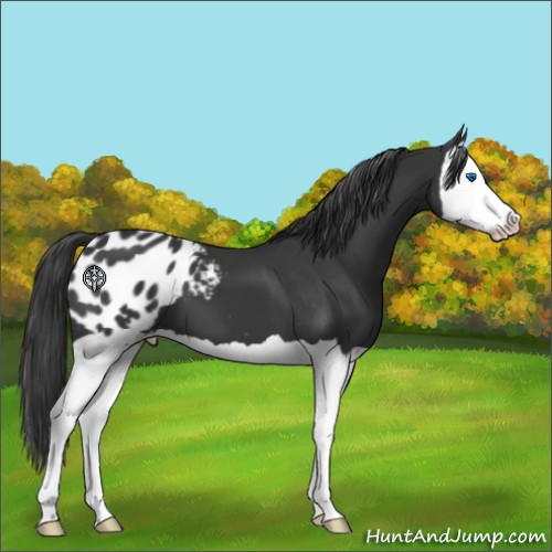 Horse Color:Black Splash Appaloosa 