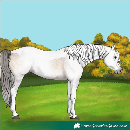 Horse Color:Gray Red Onyx Sabino Tobiano Appaloosa 