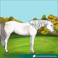 Horse Color:Gray Red Onyx Sabino Tobiano Appaloosa 