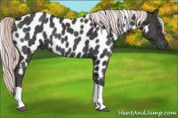 Horse Color:Platinum Midnight Palomino Ice Onyx Tobiano Near Leopard 
