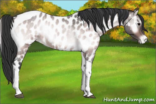 Horse Color:Platinum Bay Roan Onyx Tobiano Near Leopard