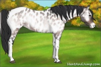 Horse Color:Platinum Bay Roan Onyx Tobiano Near Leopard 
