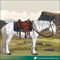 Horse Color:Bay Roan Appaloosa 