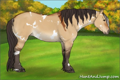 Horse Color:White Spotted Buckskin Dun 