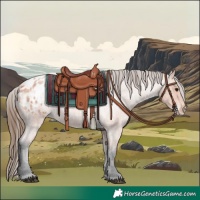 Horse Color:Bay Roan Appaloosa