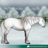 Horse Color:Gray White Spotted Silver Grullo Sabino 
