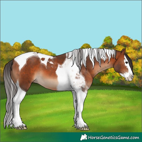 Horse Color:Bay Splash Tobiano 