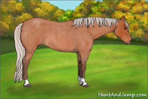 Horse Color:Silver Bay Roan Tobiano 