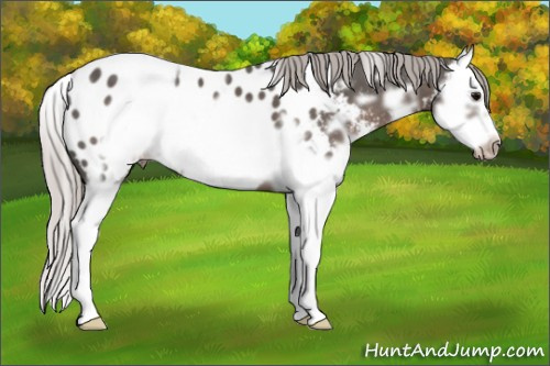 Horse Color:White Spotted Silver Black Mushroom Splash Frame Appaloosa 