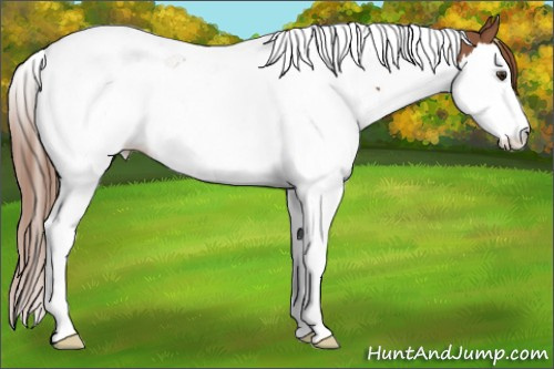 Horse Color:Chestnut Splash Tobiano 