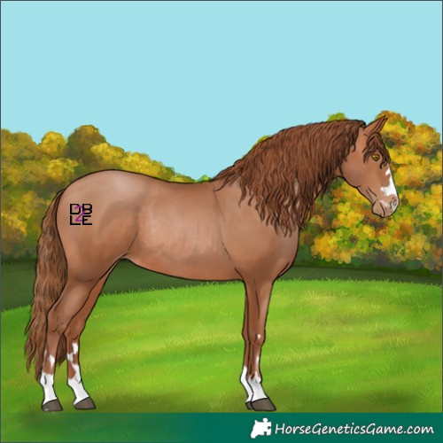 Horse Color:Bay Pearl Rabicano