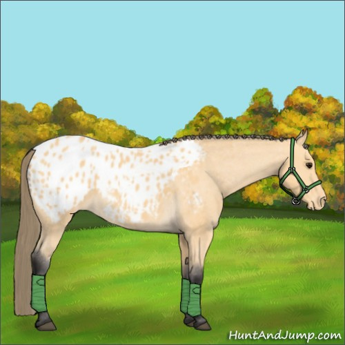 Horse Color:Buckskin Appaloosa 