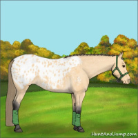Horse Color:Buckskin Appaloosa 