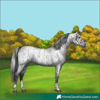 Horse Color:Smoky Blue Roan and Gray Smoky Blue Roan