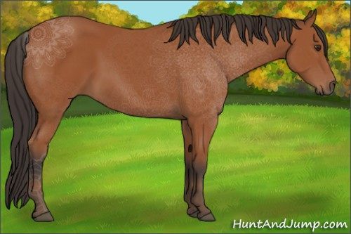 Horse Color:Bay 