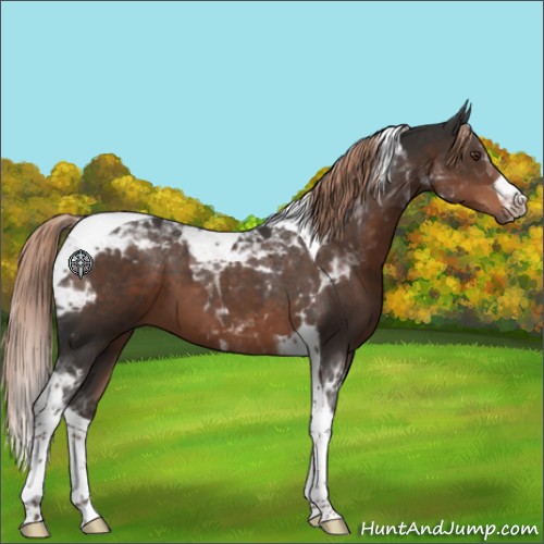 Horse Color:Liver Chestnut Tobiano 