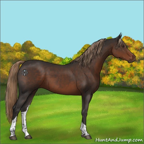 Horse Color:Liver Chestnut Tobiano
