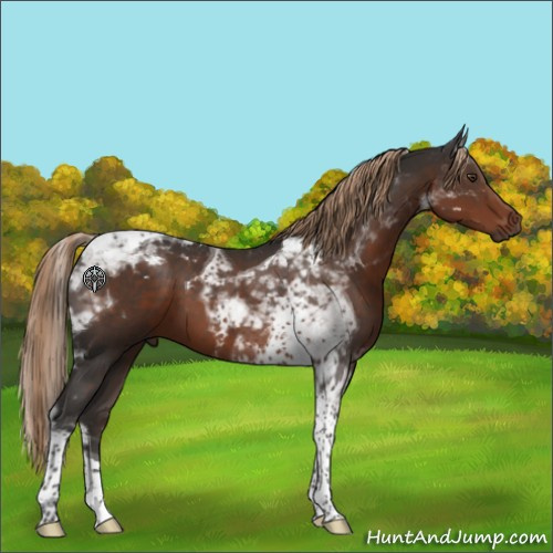 Horse Color:Liver Chestnut Tobiano 