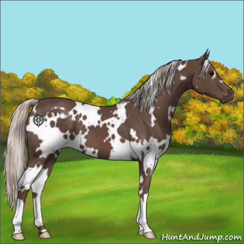 Horse Color:White Spotted Silver Black 