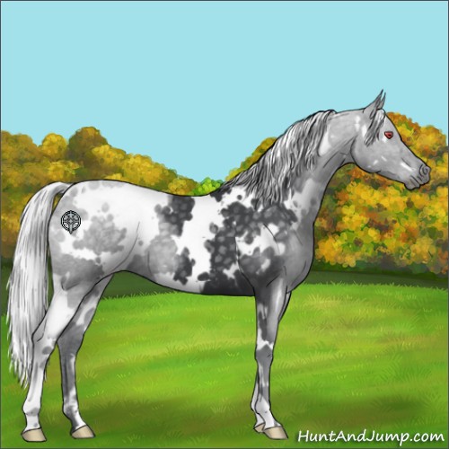 Horse Color:White Spotted Silver Black Chinchilla 