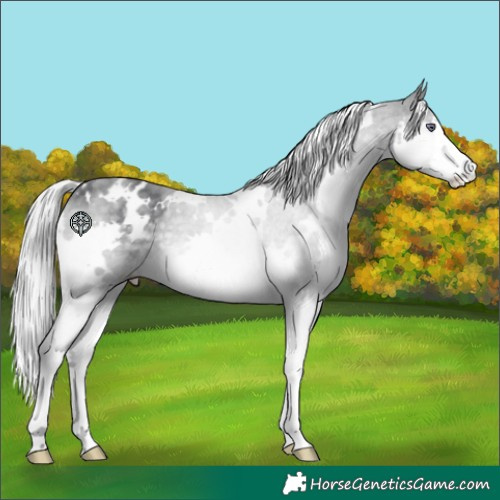 Horse Color:White Spotted Silver Black Chinchilla Splash 