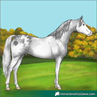 Horse Color:White Spotted Silver Black Chinchilla Splash 