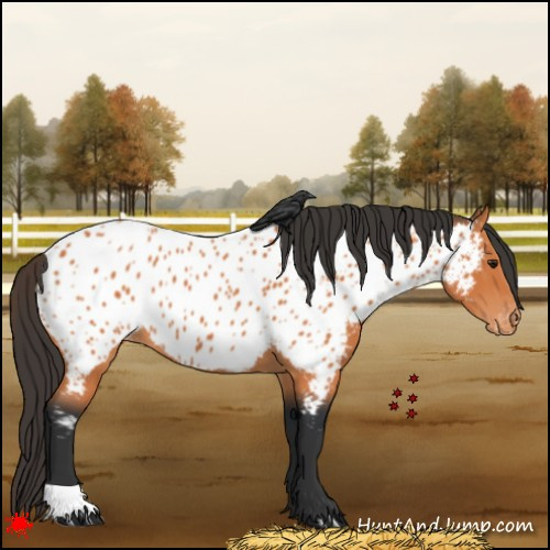 Horse Color:Bay Near Leopard