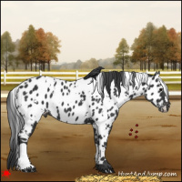 Horse Color:White Spotted Black Appaloosa 