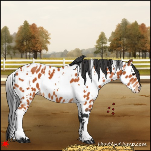 Horse Color:White Spotted Bay Appaloosa 