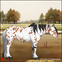 Horse Color:White Spotted Bay Appaloosa 