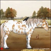 Horse Color:White Spotted Palomino Near Leopard 