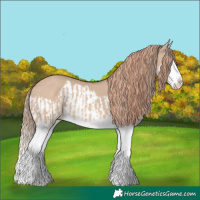 Horse Color:Red Dun Splash  and Red Dun Splash 