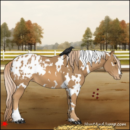 Horse Color:White Spotted Chestnut Appaloosa 