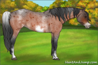 Horse Color:White Spotted Bay Roan Frame 