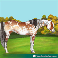 Horse Color:Bay Onyx Sabino
