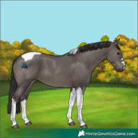 Horse Color:Smoky Grullo Tobiano
