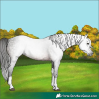 Horse Color:Gray Brown Tobiano 