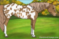 Horse Color:Chocolate Palomino Near Leopard 