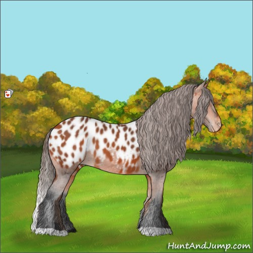 Horse Color:Bay Appaloosa 