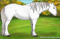 Horse Color:Silver Black Sabino Splash Tobiano Appaloosa