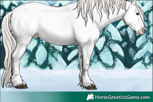 Horse Color:Silver Black Splash Tobiano Appaloosa 