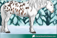 Horse Color:Silver Brown Mushroom Appaloosa 