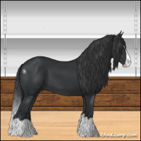 Horse Color:Black Splash