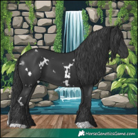 Horse Color:White Spotted Black