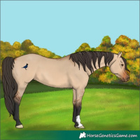 Horse Color:Bay Dun